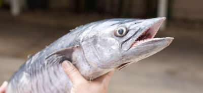 Wahoo