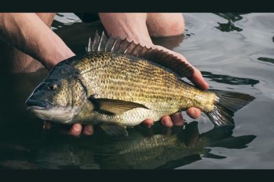 Black Bream Fish