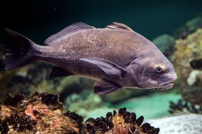 The Black Drum