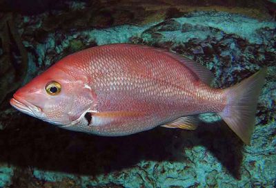 The Blackfin Snapper