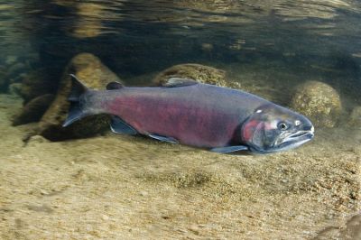 The Coho Salmon