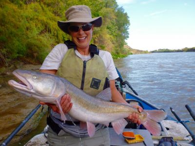 The Colorado pikeminnow