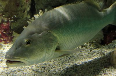 The Cubera Snapper
