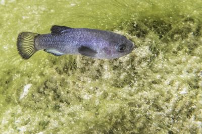 The Devils Hole Pupfish