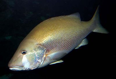 The Dog Snapper