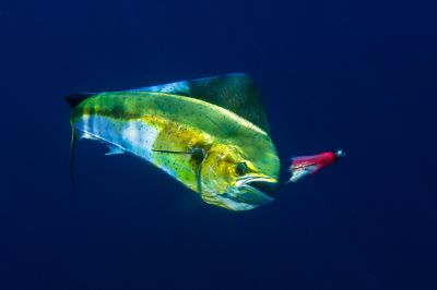 The Dolphinfish