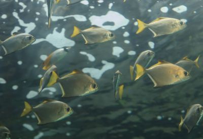 The Florida Pompano