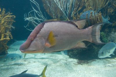 The Hogfish