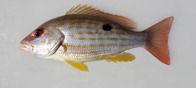 The Lane Snapper
