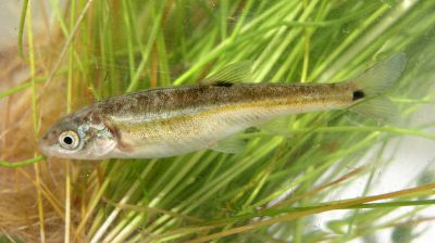 The Moapa Dace