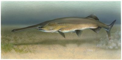 The Paddlefish