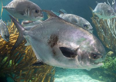 The Permit fish