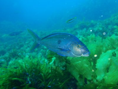 The Queen Snapper