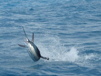 The Sailfish
