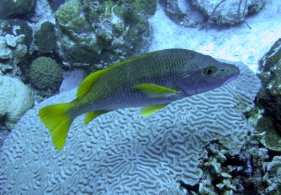 The Schoolmaster fish