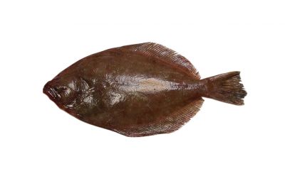 The Southern flounder