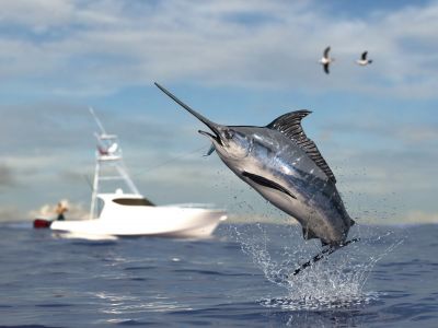 The Swordfish