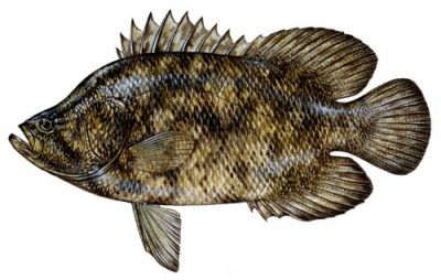 The Tripletail fish