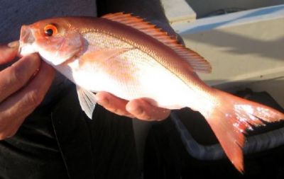 The Vermilion Snapper