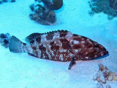The Warsaw Grouper