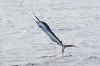 The White Marlin