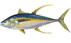 The Yellowfin Tuna