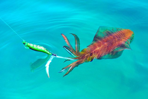 Fishing squid with jig on board